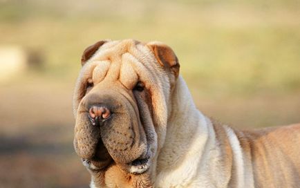 Sharpei natura, boala si grija