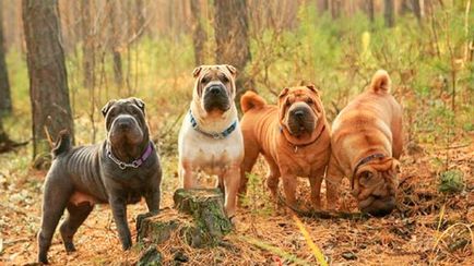 Sharpei natura, boala si grija