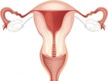 Шийка матки при вагітності зміни, вимірювання, норми, патології