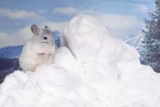 Chinchillas, boala fungică a chinchilla, lichen, leziuni ale pielii, umiditate crescută a aerului,