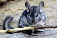 Chinchillas, boala fungică a chinchilla, lichen, leziuni ale pielii, umiditate crescută a aerului,