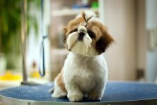 Shih Tzu Shih Tzu szabványos karakter Shih Tzu temperamentum, írja a szexuális viselkedés, az alkotmány