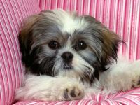 Shih Tzu Shih Tzu szabványos karakter Shih Tzu temperamentum, írja a szexuális viselkedés, az alkotmány