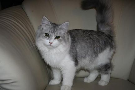 Pisica siberiana - cel mai bun animal domestic