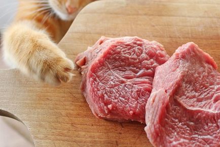 Carne brută la pisică, puteți, aveți nevoie sau nu puteți