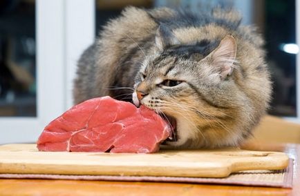 Carne brută la pisică, puteți, aveți nevoie sau nu puteți