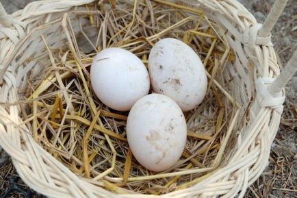 Скільки днів Індоутка сидить на яйцях як підкладати і скільки