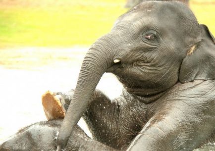 Cât cântă un elefant - greutatea unui elefant nou-născut - a animalelor - a altor