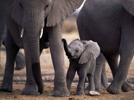 Cât cântă un elefant - greutatea unui elefant nou-născut - a animalelor - a altor