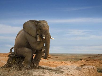 Скільки важить слон - вага новонародженого слона - тварини - інше