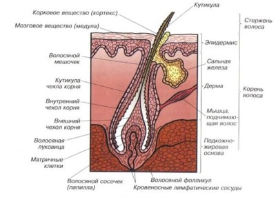 темп на растеж на косъма на главата на жените, мъжете, което се отразява