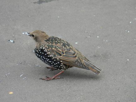 Starling - Northern Line