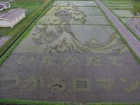 Nehéz elhinni, hogy a szemed, amikor azt látja, hogy a japán felkelni mezőket! (Fields) Nehéz elhinni, hogy a szemed, amikor azt látja, hogy a japán felkelni mezőket!