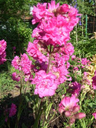 Смолка махрова - садові квіти
