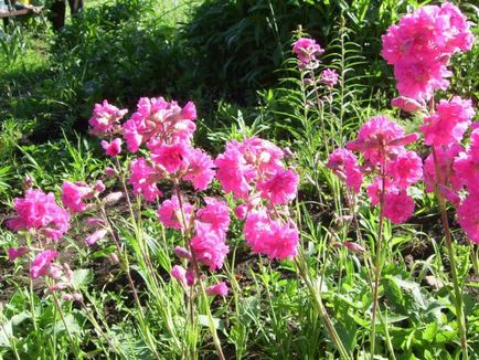 Смолка махрова - садові квіти