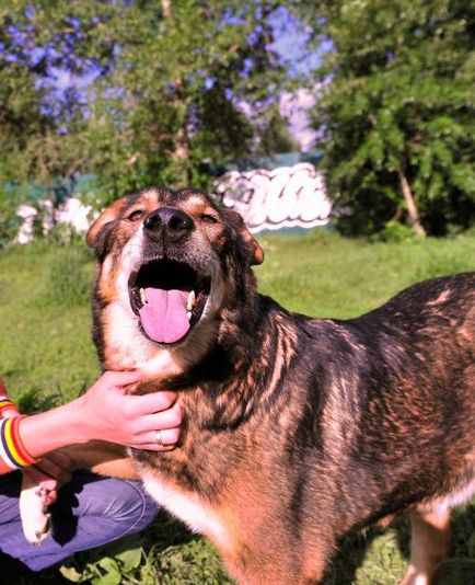 Buddy câine caută o casă