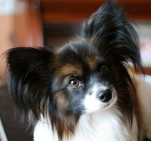 Papillon kutya