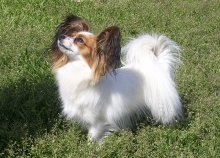 Câine Papillon