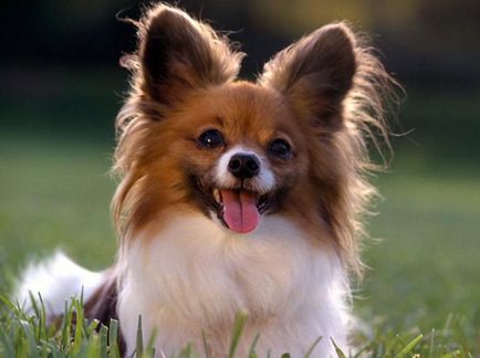 Câine Papillon