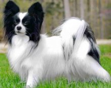 Câine Papillon