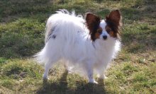 Câine Papillon