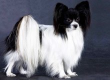 Câine Papillon