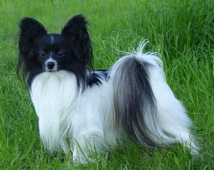 Câine Papillon