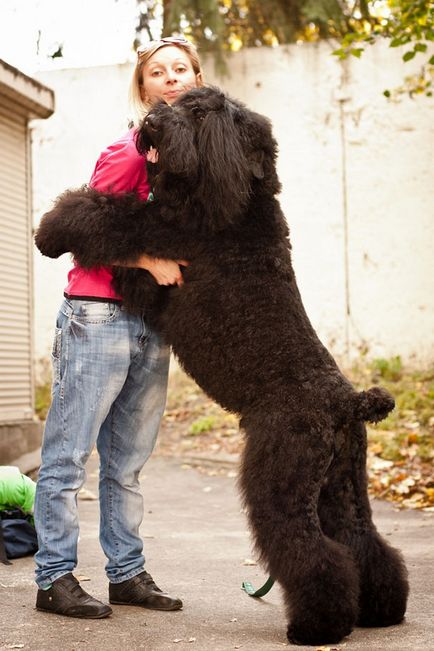 Câini care sunt foarte pasionați de îmbrățișarea umană, umkra