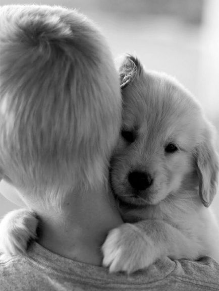 Câini care sunt foarte pasionați de îmbrățișarea umană, umkra