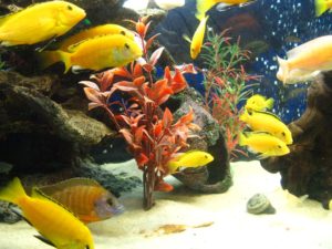 Conținutul și reproducerea peștilor de acvariu