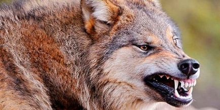 Álomértelmezés vadállatok álmodni, amit egy vadállat egy álom (Beast) Álomértelmezés vadállatok álmodni, amit egy vadállat egy álom