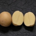 Сорт картоплі «іван та Мар'я» - опис і фото
