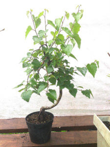 Noi creăm bonsai de mesteacan cu mâinile noastre, ne formăm și ne îngrijim în mod corespunzător planta