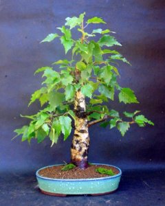 Noi creăm bonsai de mesteacan cu mâinile noastre, ne formăm și ne îngrijim în mod corespunzător planta
