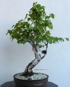 Noi creăm bonsai de mesteacan cu mâinile noastre, ne formăm și ne îngrijim în mod corespunzător planta