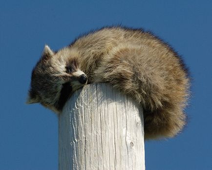 Poze cu animale de dormit, poze cu animale de dormit