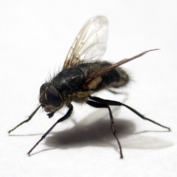 Alapok a legyek - a legjobb készítmények az inszekticid a repülő rovarok (megsemmisítés) Alapok a legyek - a legjobb felkészülés a rovarölő repülő rovarok