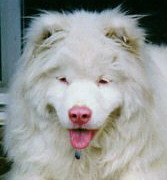 Rasa standard Samoyed