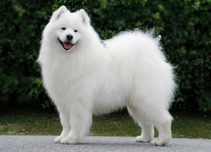 Rasa standard Samoyed