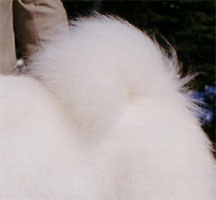 Rasa standard Samoyed