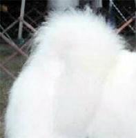 Rasa standard Samoyed