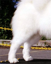 Rasa standard Samoyed