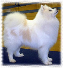 Rasa standard Samoyed