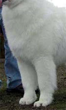 Rasa standard Samoyed