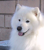 Rasa standard Samoyed