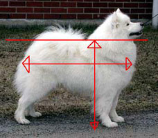 Rasa standard Samoyed