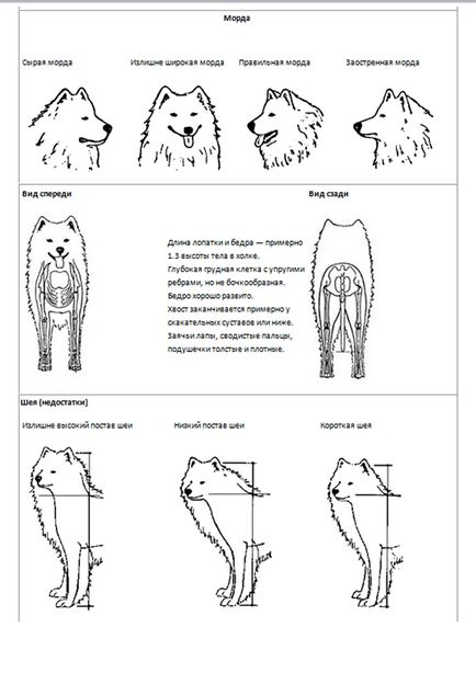 Standardul rasei Samoyed, kennel mon rua