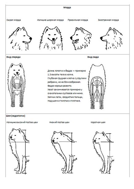 Standardul rasei Samoyed, kennel mon rua