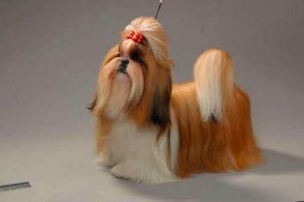 Dimensiuni standard Shih Tzu