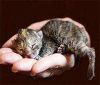 Статті - реанімація новонароджених цуценят і кошенят